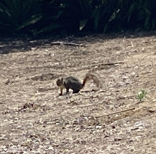 iNaturalist observation photo of Eastern Fox Squirrel