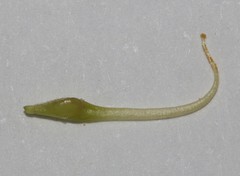 Aspalathus costulata