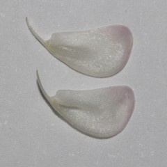 Aspalathus costulata