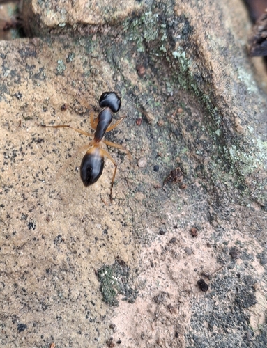 Banded Sugar Ant