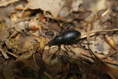 Otiorhynchus clavipes