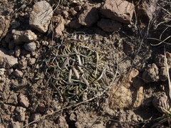 Echinofossulocactus phyllacanthus