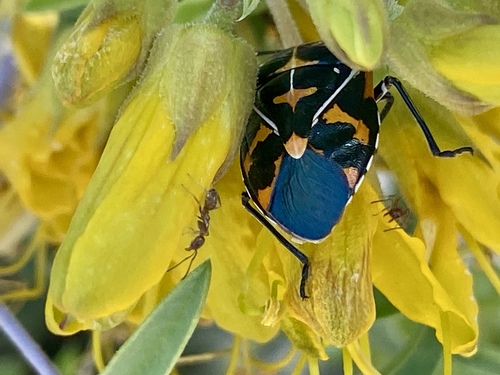 iNaturalist observation photo of Argentine Ant