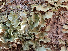 Ricasolia quercizans