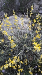 Anthyllis cytisoides