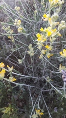 Anthyllis cytisoides