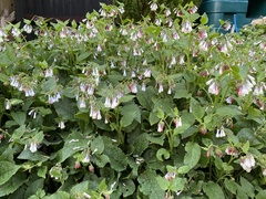 Symphytum × hidcotense