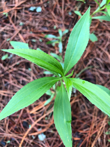 Barkleyanthus salicifolius, 2026-06-09