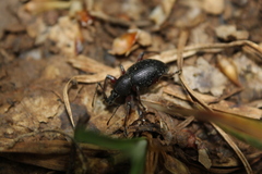 Otiorhynchus clavipes