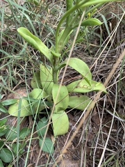 Kalanchoe paniculata