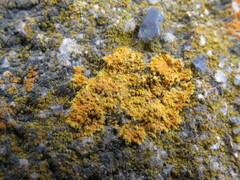 Polycauliona impolita