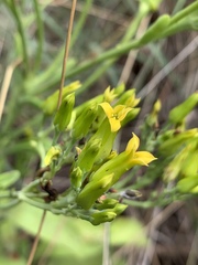 Kalanchoe paniculata