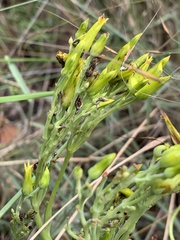 Kalanchoe paniculata