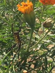 Trichonephila clavata