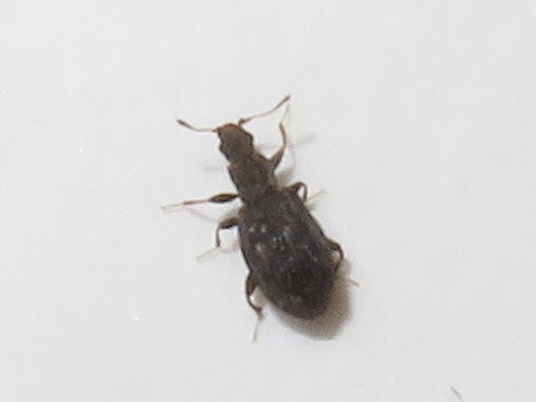 Swollen Fungus Beetle, Leidschendam, Nederland, photo 9 of 10