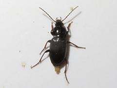 Pterostichus vernalis