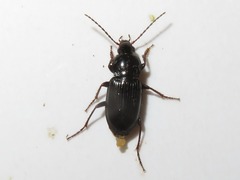 Pterostichus vernalis