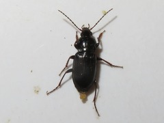 Pterostichus vernalis