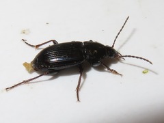 Pterostichus vernalis