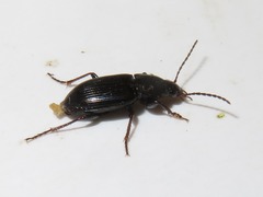 Pterostichus vernalis