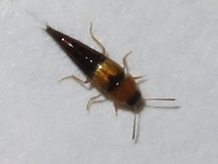 Tachyporus solutus