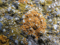 Polycauliona ludificans
