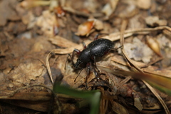 Otiorhynchus clavipes