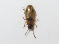 Psammoecus bipunctatus