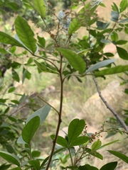 Searsia pyroides gracilis