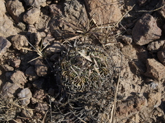 Echinofossulocactus phyllacanthus