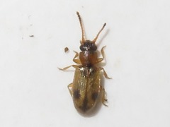 Psammoecus bipunctatus