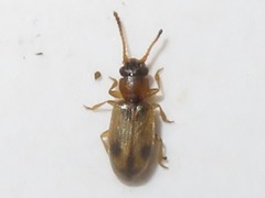 Psammoecus bipunctatus