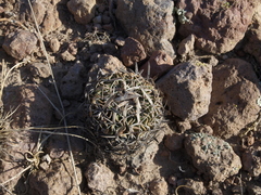 Echinofossulocactus phyllacanthus