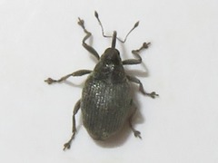 Ceutorhynchus obstrictus