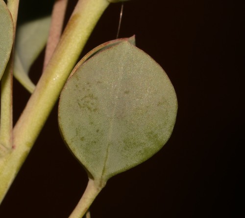 Image of Rafnia rostrata by (c) Brian du Preez, some rights reserved (CC BY-SA)