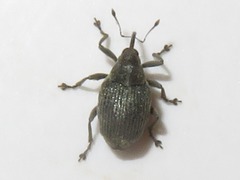 Ceutorhynchus obstrictus