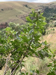 Searsia pyroides gracilis