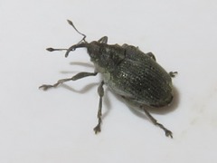 Ceutorhynchus obstrictus