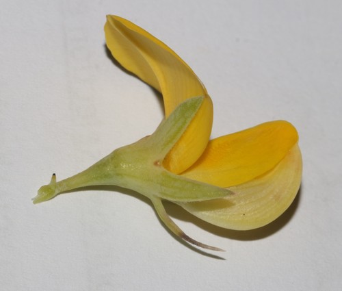 Image of Rafnia rostrata by (c) Brian du Preez, some rights reserved (CC BY-SA)