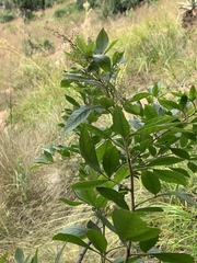 Searsia pyroides gracilis