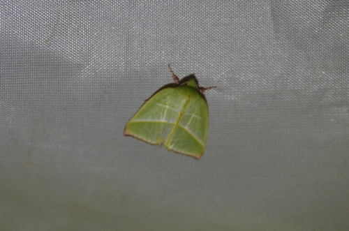 Hylophilodes tsukusensis
