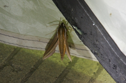 Theretra japonica