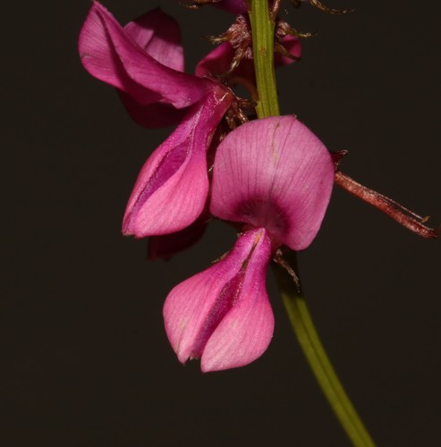 Image of Indigofera stirtonii by (c) Brian du Preez, some rights reserved (CC BY-SA)