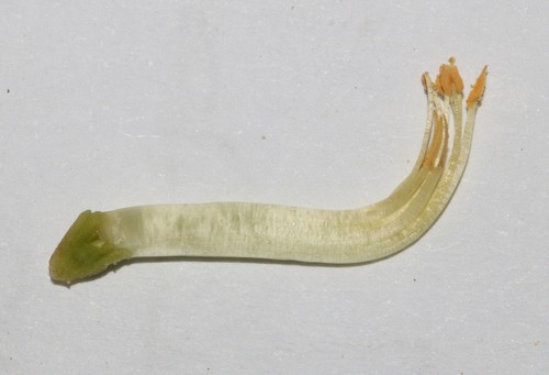 Image of Rafnia rostrata by (c) Brian du Preez, some rights reserved (CC BY-SA)