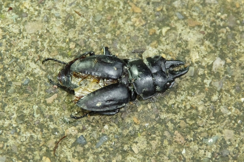 Odontolabis platynota