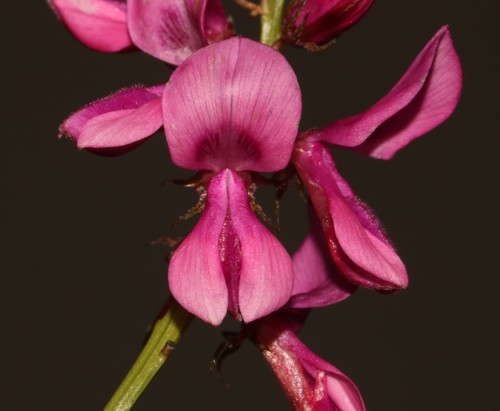 Indigofera stirtonii MS (Indigofera stirtonii)