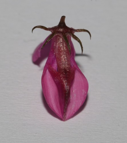 Image of Indigofera stirtonii by (c) Brian du Preez, some rights reserved (CC BY-SA)