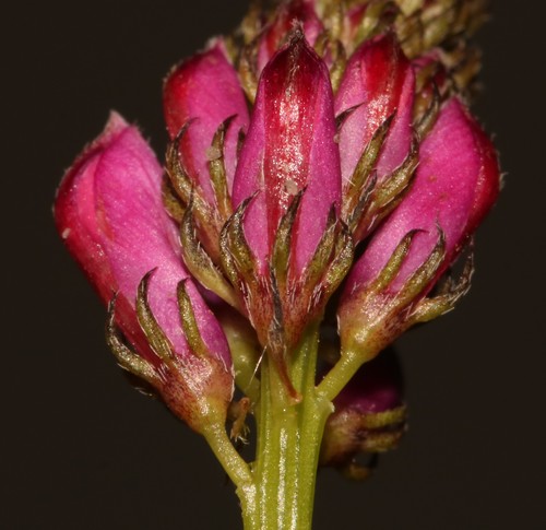Image of Indigofera stirtonii by (c) Brian du Preez, some rights reserved (CC BY-SA)