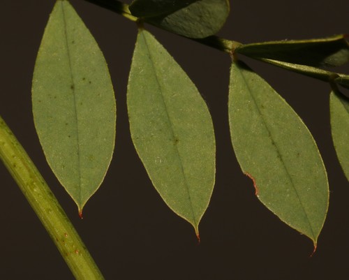 Image of Indigofera stirtonii by (c) Brian du Preez, some rights reserved (CC BY-SA)