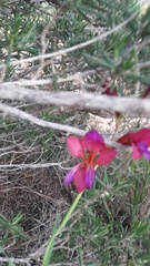 Gladiolus communis